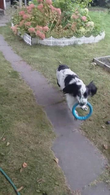 Как кошка с собакой... Это про них...)))