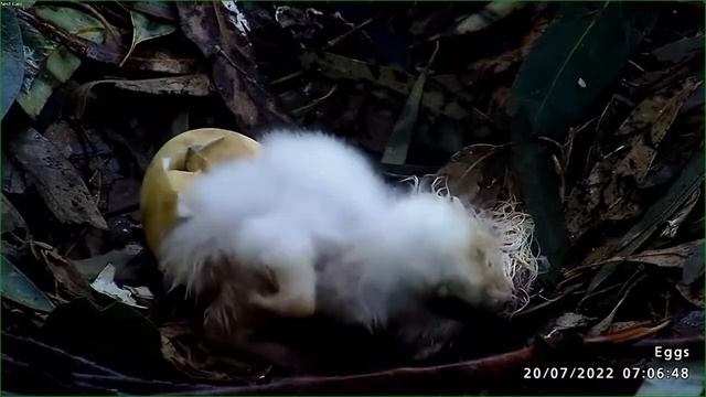 2nd Chick Hatched! 🦅 White-Bellied Sea Eagle 07:04 20/7/22 Белобрюхий орлиный птенец, 2-й вылупился смотреть онлайн