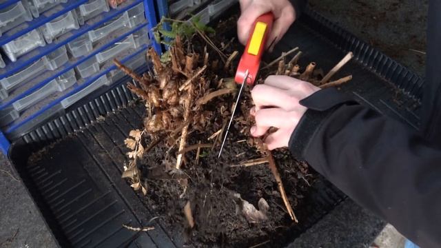 How to divide a fern and get yourself a free new plant? смотреть онлайн