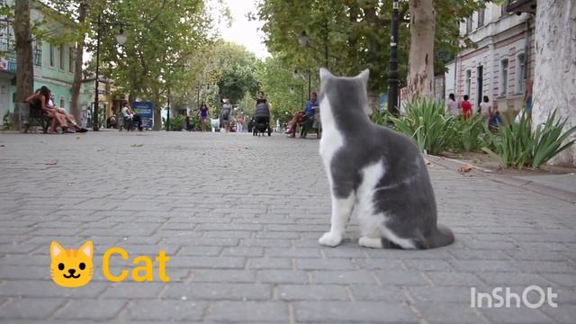 Мяуканье кошек! Meowing Cats!