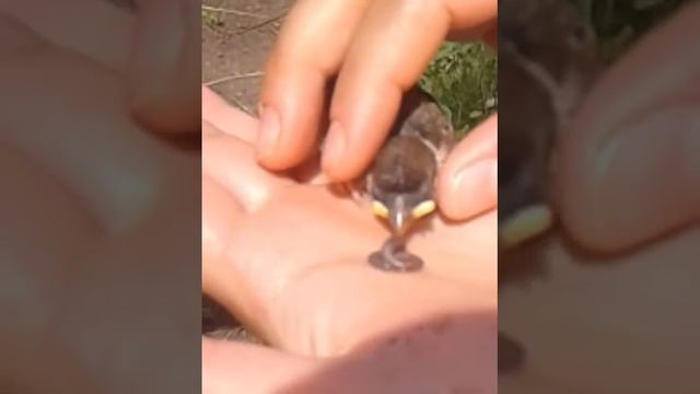 Желторотый воробьишка смотреть онлайн