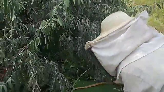 Снятие роя пчел с дерева смотреть онлайн