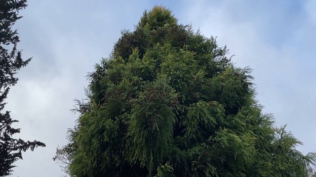 Cryptomeria japonica 'Yellow Twig' - crown - December 2023 смотреть онлайн