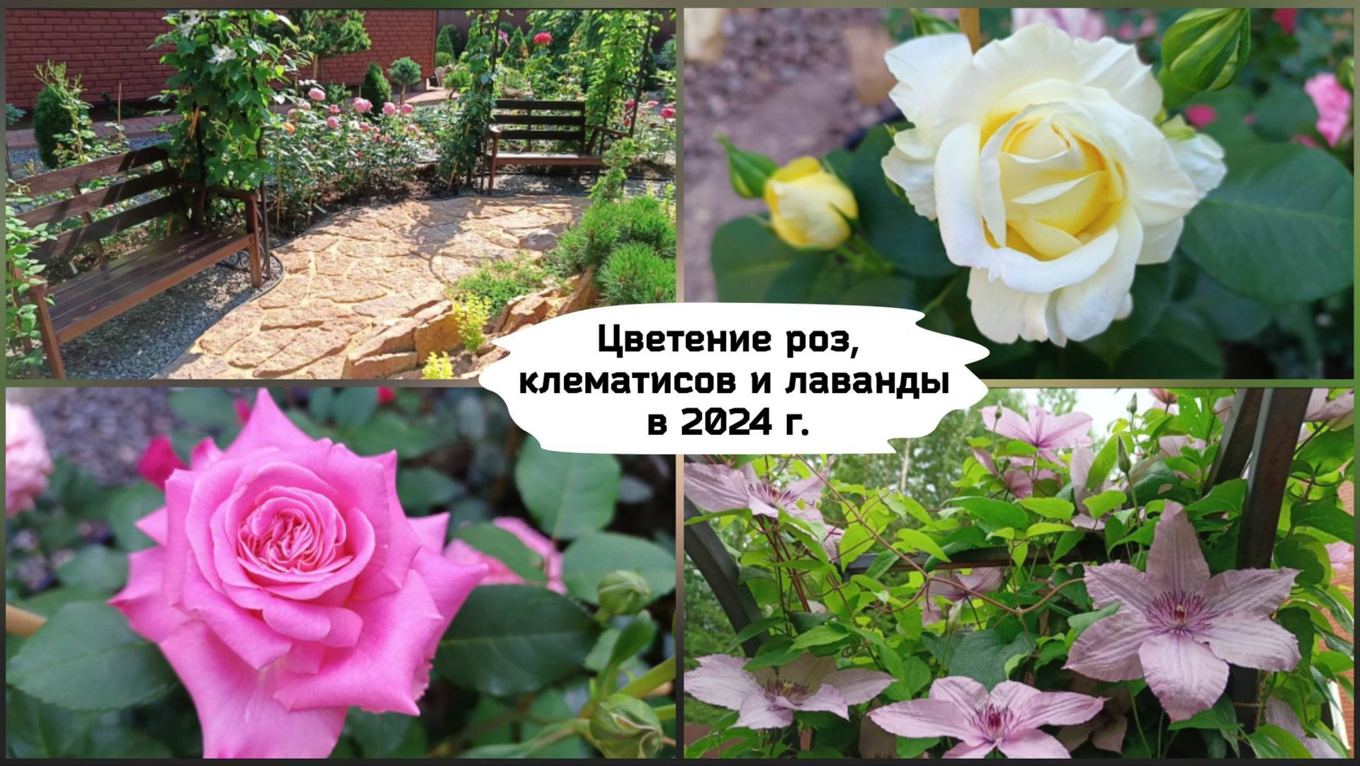 Цветение роз, клематисов и лаванды в сезоне 2024 г. смотреть онлайн
