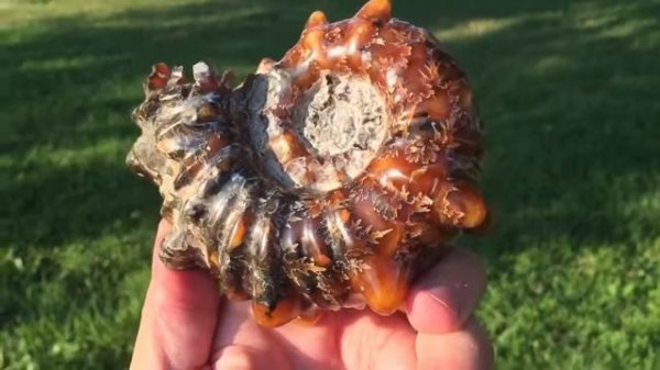 Douvilleiceras ammonite, 800 grams