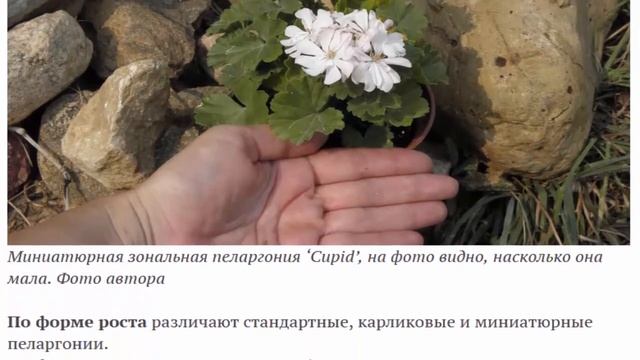 Такие разные пеларгонии смотреть онлайн