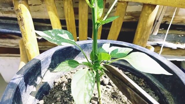 تعالوا نتعلم إزاي نخلي شجرة الفلفل سبعة أشجار بأبسط طريقة смотреть онлайн