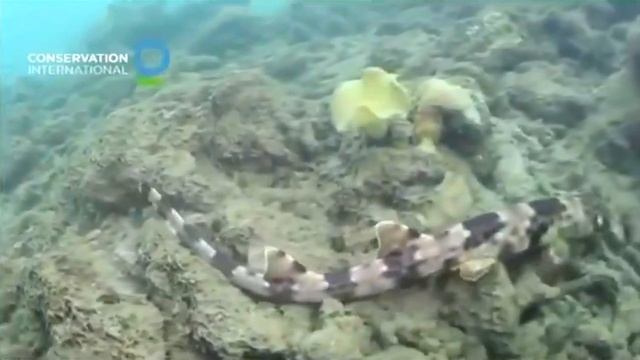 New Walking Shark Species Discovered in Australia and New Guinea смотреть онлайн