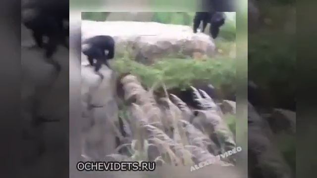 ищу во мху енота смотреть онлайн