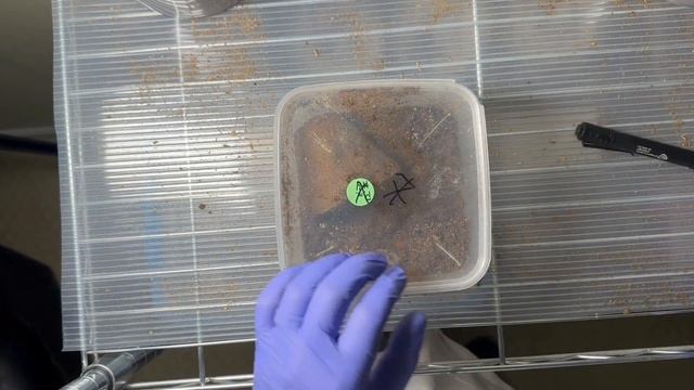 Watch This Video to Learn How to Complete a Pupal Check for Your Ox Beetle Pupae смотреть онлайн