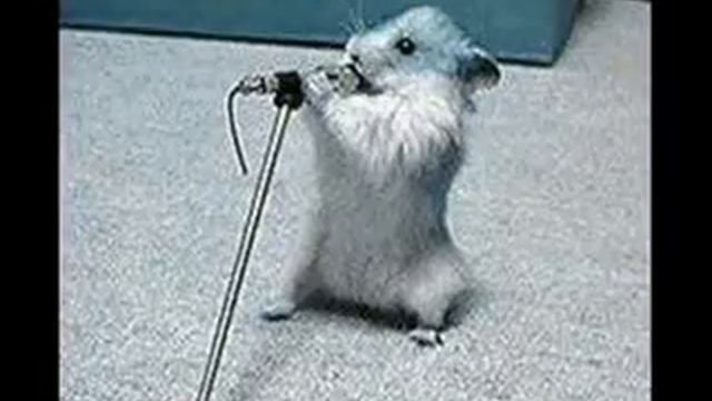 Hamster Dance Video