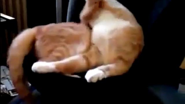 из жизни животных смотреть онлайн