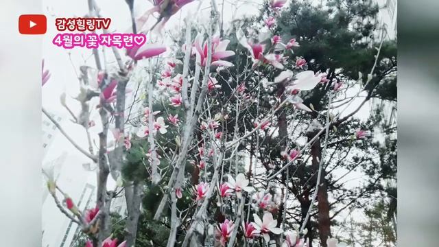 [힐링영상 Healing Video, Magnolia flower, 木蓮, 목련] 4월의 꽃 자목련 смотреть онлайн