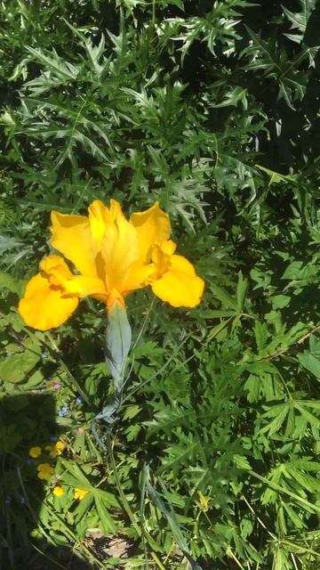 Yellow Iris смотреть онлайн