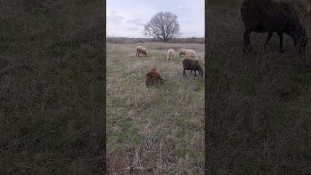 04.04.2023 Определяем "мясистость" у ягнят смотреть онлайн