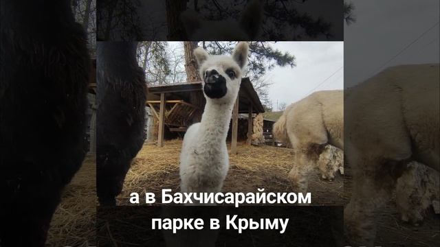 Крымский альпака благодаря маске может ходить в любые учреждения смотреть онлайн