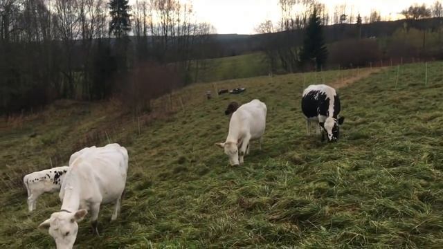 FARMING WOOLLY MAMMOTHS S4 ● E123