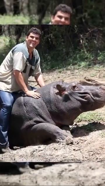 Этого человека убил собственный бегемот смотреть онлайн
