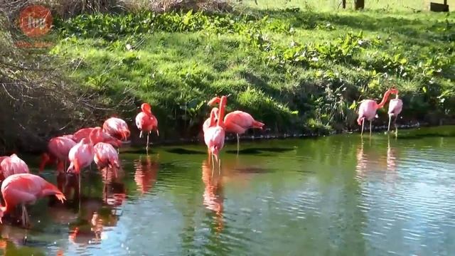 طيور البجع الفلمينغو النارى الاحمر