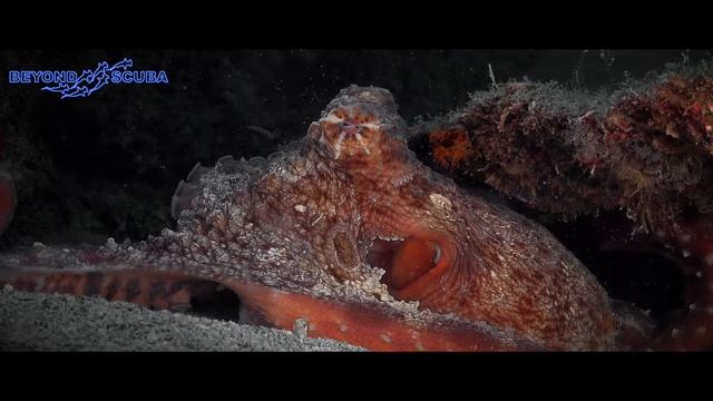 Day Octopus (Octopus Cyanea) (arm Movement)