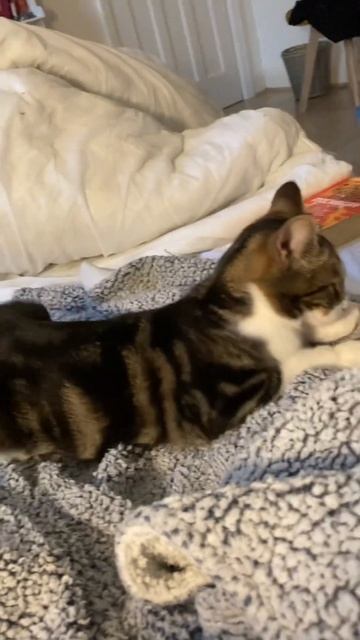 He Was Relaxing In His Litter Tray 😫 #lovecats #cat #floof #cutekitty #cute #cutecat #catlover