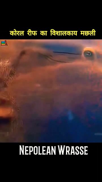 Facts about Nepolean Wrasse in Hindi | Giant Fish | Monster Fish of Ocean | #shorts смотреть онлайн