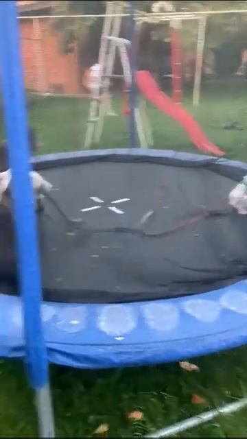 Monkey chases a dog on the trampoline | Обезьяна гоняет собаку на батуте смотреть онлайн