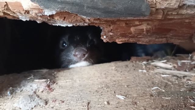 выдра атакует смотреть онлайн