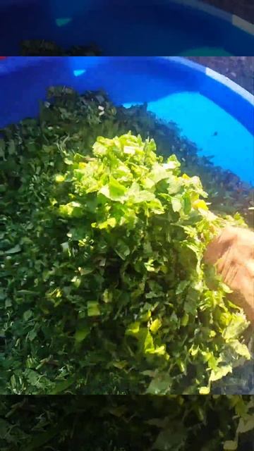 Травы для чая после моего станка смотреть онлайн