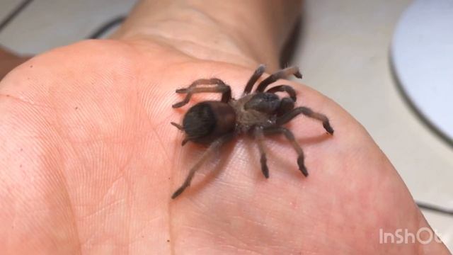 Brachypelma emilia, ready stock 2019 смотреть онлайн