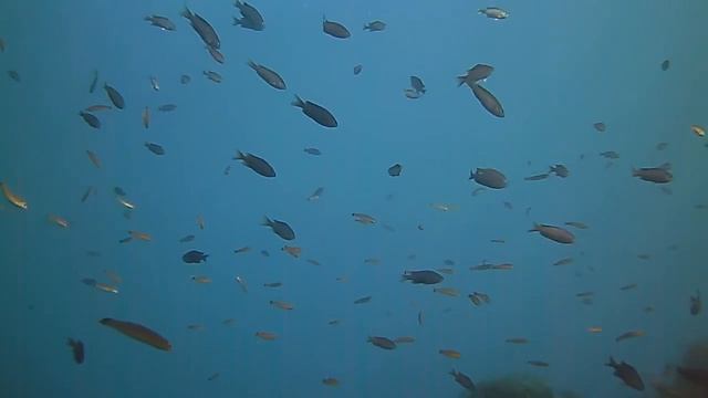 La Jolla Cove 2015 смотреть онлайн