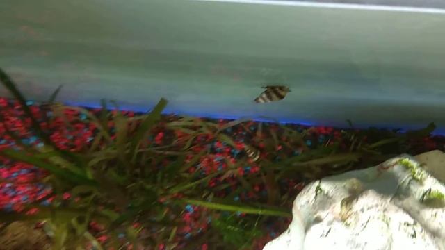 Clea Helena Snail Eating Other Snail