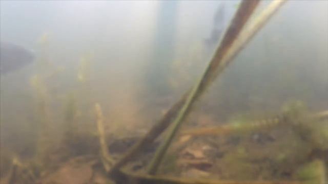 Feeding monster carp смотреть онлайн