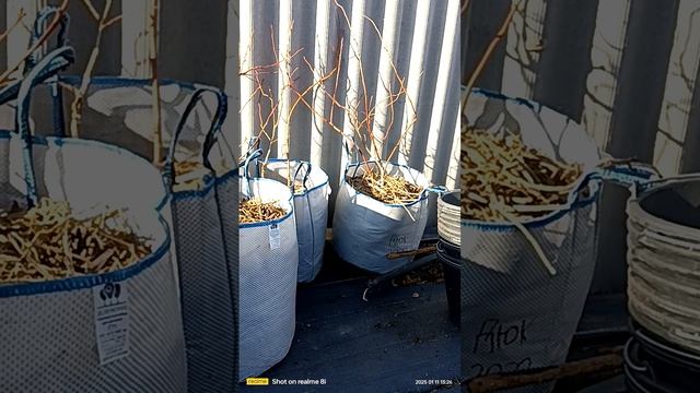 голубика с нуля