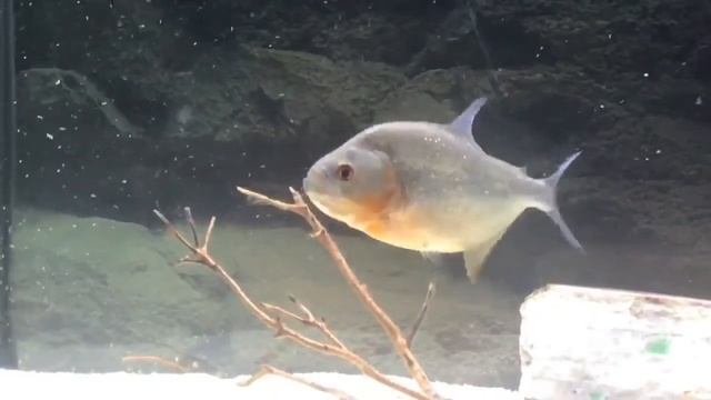 Vampire Piranha Attack....! A.K.A Dracula Volume ⬆️