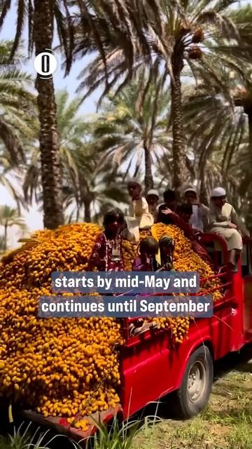 Date harvesting season begins in Oman смотреть онлайн