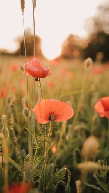 Shallow Focus of Red Poppy Flowers смотреть онлайн