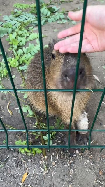 Капибару в Кишиневском зоопарке можно погладить 😍#молдова #зоопарк #капибара смотреть онлайн