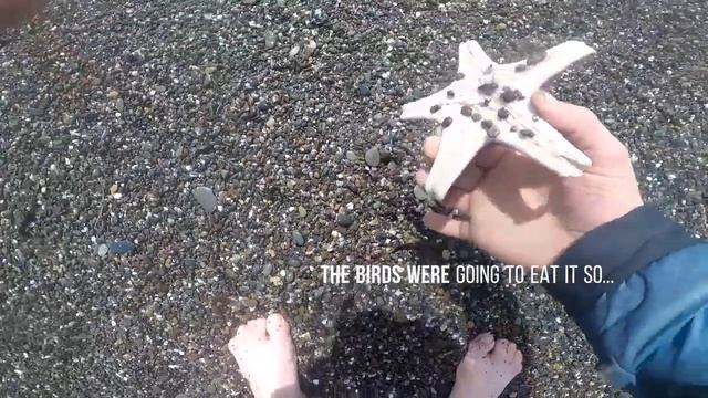 Sonoma Coast State Park Rescuing Seals And Starfish
