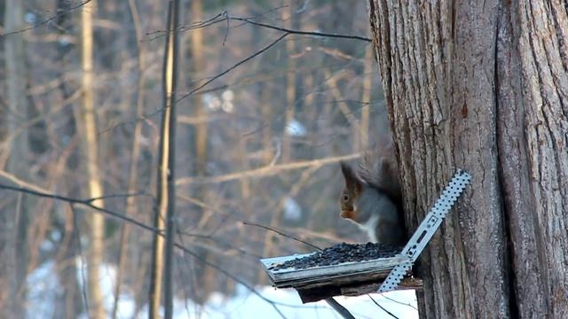 И снова белочка на кормушке у Важнина ключа