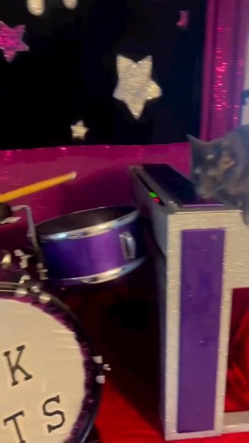 Новый состав ... #catstv #shortsvideo #catvideos смотреть онлайн