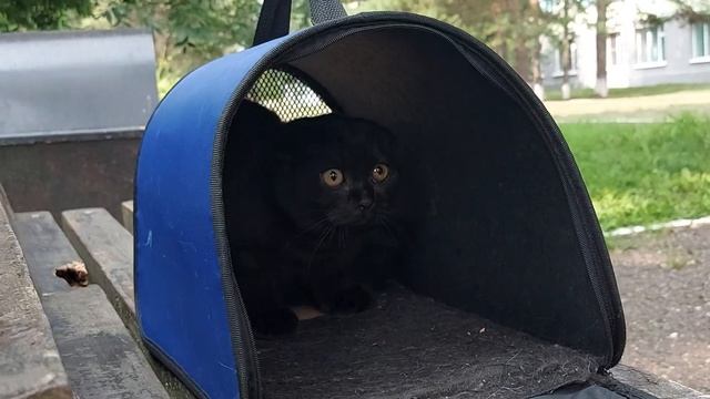 Реакция Маси и Тайсона на чужих людей