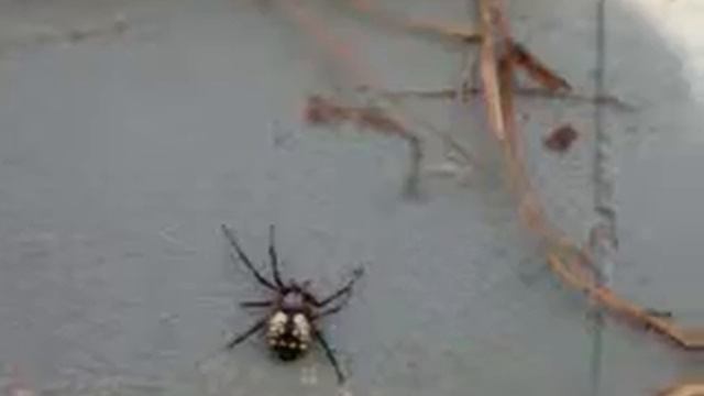 Black and Yellow Garden Spider (Argiope Aurantia) смотреть онлайн