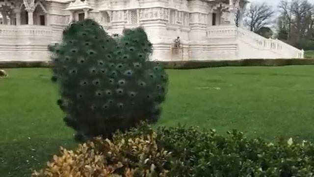 Куйрыкты кыргауыл смотреть онлайн