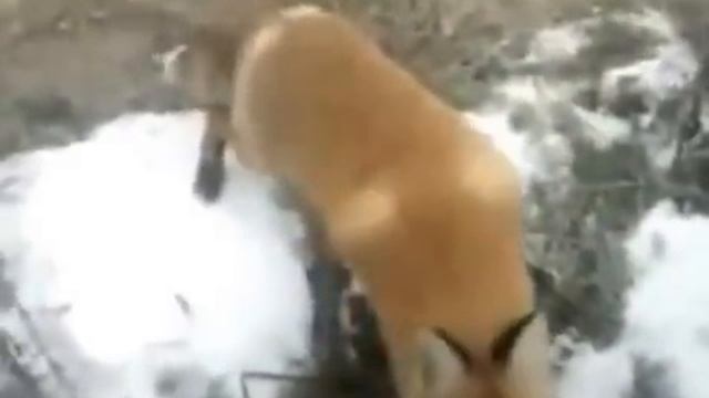 Funny-Prikol.Зачем лисе ружьё-Why the fox gun смотреть онлайн