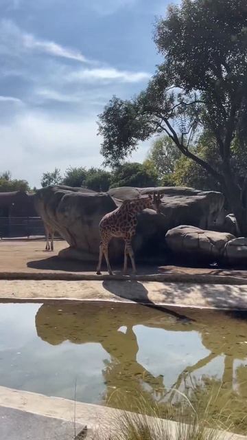 Зоопарк в Мехико это круто 👍 Мексикайф