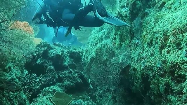 Ущелье с горгонариями наоборот