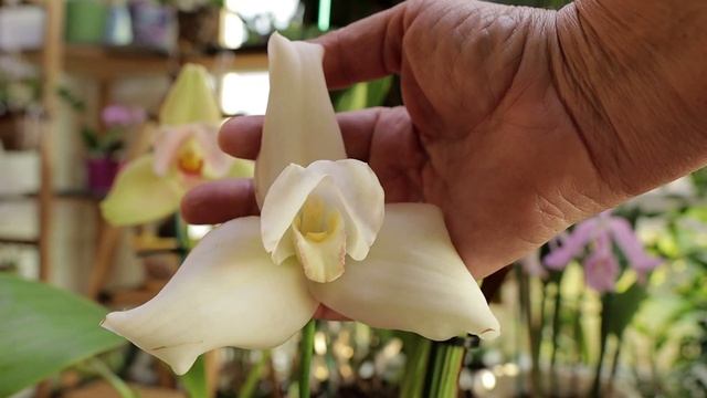 Крупноцветковые ликасты