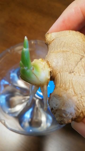 How to Grow Ginger Як росте імбир #1тиждень смотреть онлайн