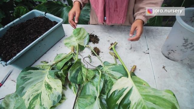 Cara Memperbanyak Epipremnum MANJULA